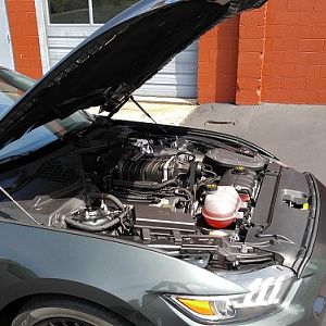 Mustang.51