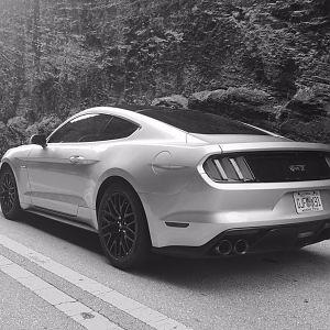 Stang   palm beach