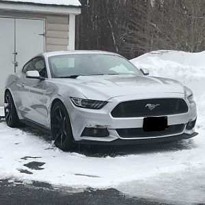mustang