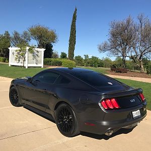 mustang1